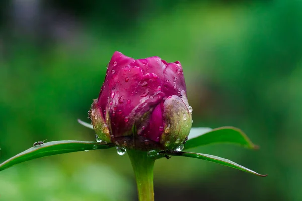 Brote Sin Abrir Una Peonía Húmeda Roja Tallo Verde Jardín — Foto de Stock