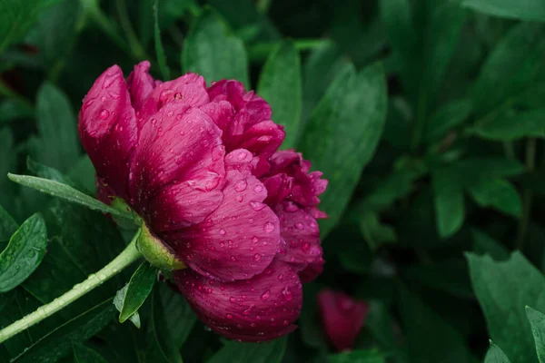 Bud Red Peony Raindrops Green Blurred Background Red Peony Flower — Stock Photo, Image