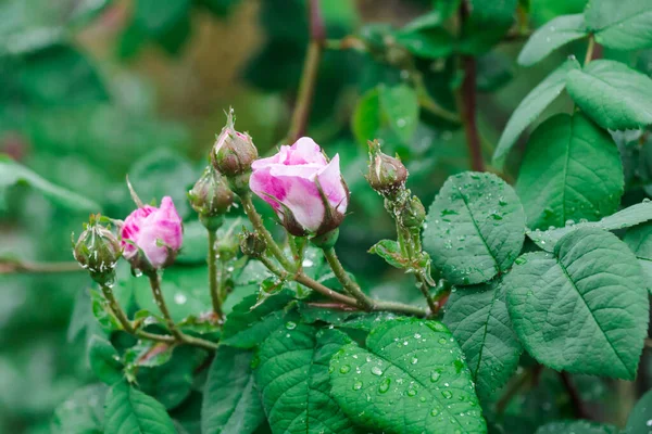 Áfidos Los Brotes Hojas Una Rosa Trepadora Plagas Jardín Las — Foto de Stock