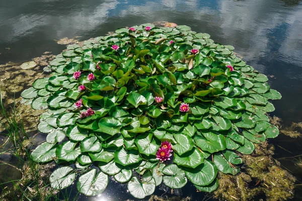 Lotus nymphaea top view. Water lilies with pink flowers in a lake in Ukraine. Magical pond with blooming water lilies and lotuses. Atmosphere of relaxation, tranquility and happiness.