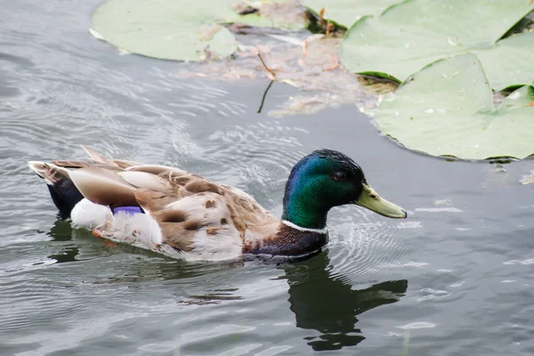 Birds and animals in wildlife concept. Male mallard duck swimming on the pond among beautiful water lilies. Amazing wild duck swims in lake or river with blue water