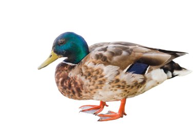 Mallard Duck beyaz arka planda izole edildi. Renkli drake vahşi ördek