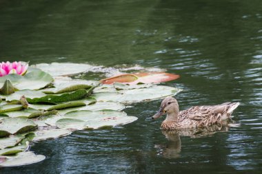 Vahşi yaşam konseptinde kuşlar ve hayvanlar. Dişi yaban ördeği güzel nilüferlerin arasında gölette yüzüyor. İnanılmaz vahşi ördek mavi suyla gölde ya da nehirde yüzer.