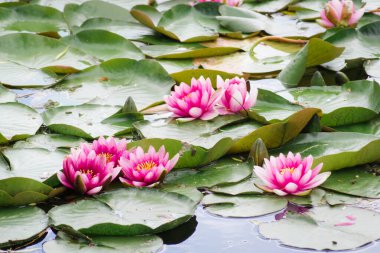 Yeşil yaprakların arasında güzel pembe nilüfer çiçekleri. Gölde ya da gölette güneş ışığı altında birkaç mor nilüfer çiçeği.