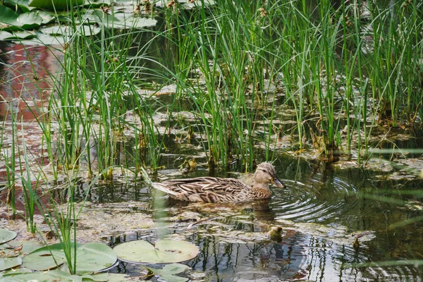 Birds and animals in wildlife concept. Female mallard duck swimming on the pond among beautiful water lilies. Amazing wild duck swims in lake or river with blue water