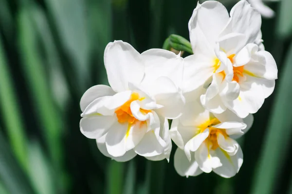 White Flowers Beautiful Daffodils Erlicheer Green Background — ストック写真