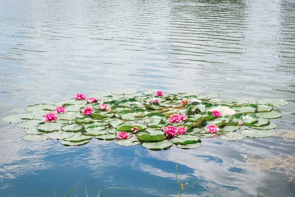 Yeşil yaprakların arasında güzel pembe nilüfer çiçekleri. Parktaki gölün ortasındaki nilüferler ya da nilüferler çalısı. Mor nilüfer çiçekleri suda