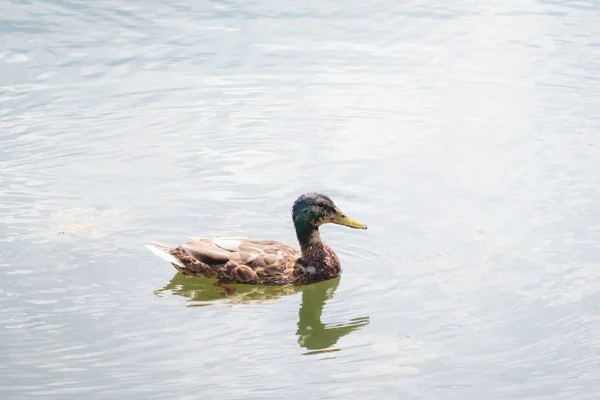 Birds and animals in wildlife concept. Male mallard duck swimming on the pond. Amazing wild duck swims in lake or river