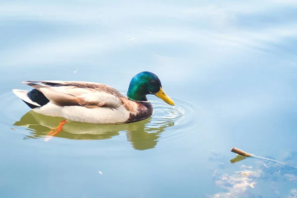Birds and animals in wildlife concept. Male mallard duck swimming on the pond and drink water. Amazing wild duck swims in lake or river