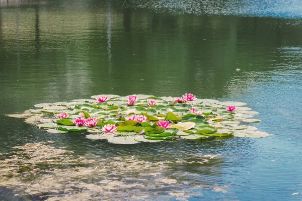 Beautiful pink water lily flowers among green leaves. Bush of water lilies or lotuses in the middle of a lake in a park. Purple water lily flowers in water