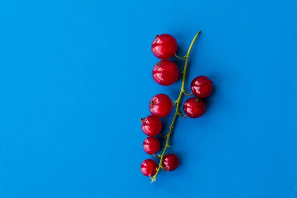 Sprig Red Currant Blue Background Juicy Fresh Bright Currant — Photo
