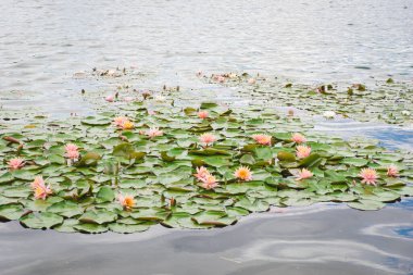 Nilüfer çiçeği, parlayan yeşil yapraklar ve suyun üzerinde yumuşak pembe çiçekler. Nilüfer çiçeğinin arka planı ya da dokusu. Rahatlama, huzur ve mutluluk atmosferi..