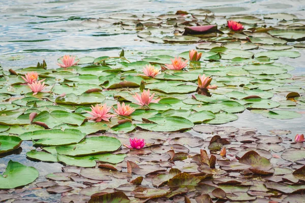 Lotus nymphaea shining green leaves and soft pink flowers on water. Background or texture of blooming water lily. Atmosphere of relaxation, tranquility and happiness.