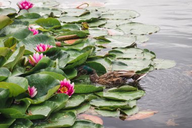 Vahşi yaşam konseptinde kuşlar ve hayvanlar. Erkek yaban ördeği güzel bir nilüferde yiyecek arıyor. Mallard Drake nilüferlerin arasında gölde yüzer..