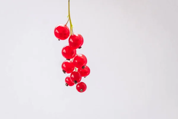 Sprig Red Currant White Background Fresh Bright Currant Sweet Juicy — Photo