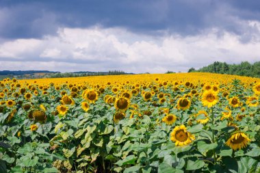 Field of blooming sunflowers on the background of a stormy sky. Beautiful blooming yellow sunflowers on a summer field. Sunflower landscape, amazing nature of summertime