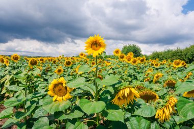Wonderful panoramic view field of sunflowers by summertime. Beautiful blooming yellow sunflowers on the background of a stormy sky. Sunflower landscape, amazing nature of summer field.