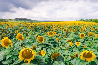 Field of blooming sunflowers on the background of a stormy sky. Beautiful blooming yellow sunflowers on a summer field. Sunflower landscape, amazing nature of summertime