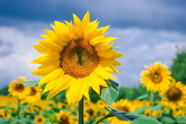 Field of blooming sunflowers on the background of a blue cloudy sky. Beautiful blooming yellow sunflowers on a summer field. Yellow and blue - Ukrainian national colors
