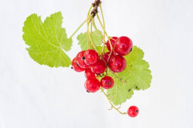 Sprig of red currant with leaves on a white background. Fresh ripe red currant on a branch. Currant organic berries harvest - healthy eating and food concept