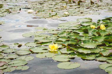 Lotus nymphaea shining green leaves and soft yellow flowers on water. Tender nymphaea attraction under the suns rays. Atmosphere of relaxation, tranquility and happiness.