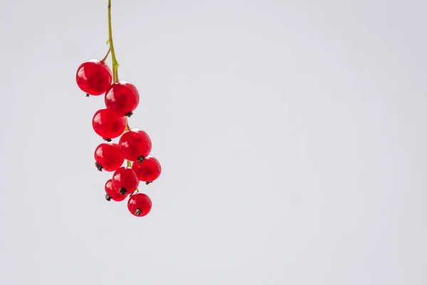 Sprig of red currant on white background. Fresh bright currant. Sweet juicy currant, organic berries harvest - healthy eating and food concept.