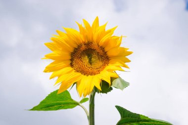 Sunflower closeup and gray cloudy sky. Beautiful blooming yellow sunflower with stem and leaves on a summer field.