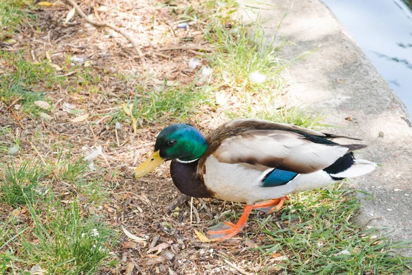 Vahşi yaşam konseptinde kuşlar ve hayvanlar. Mallard göletin kenarında. Yeşil çimlerin üzerinde duran erkek yaban ördeği. Göl kenarındaki renkli yaban ördeği