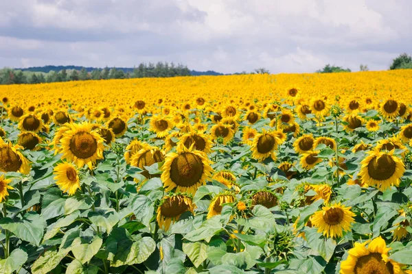 Wonderful panoramic view field of sunflowers by summertime. Beautiful blooming yellow sunflowers on the background of a stormy sky. Sunflower landscape, amazing nature of summer field.