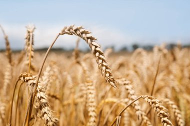 Gold fields of wheat at the end of summer fully ripe. Background of ripening ears of meadow wheat field. Field landscape. Harvest and food concept. The concept of the Ukrainian harvest