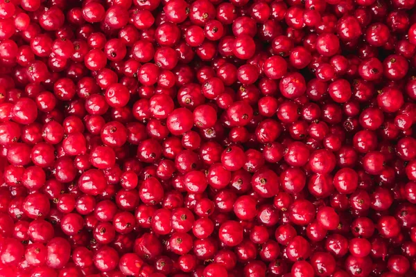 Texture Ripe Red Currant Berries Red Currant Natural Background Wallpaper — стоковое фото