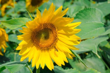 Honey bee pollinating sunflower plant. A tiny bee flying to a large yellow sunflower that grows in the field. The process of collecting nectar, pollination of plants
