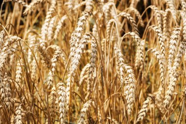 Gold fields of wheat at the end of summer fully ripe. Background of ripening ears of meadow wheat field. Field landscape with sun rays. Food concept. Ukrainian harvest concept