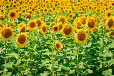 Field of blooming sunflowers background or texture. Beautiful blooming yellow sunflowers on a summer field. Sunflower landscape, amazing nature of summertime