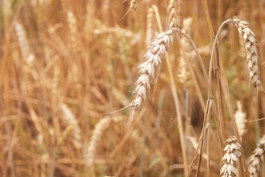 Gold fields of wheat at the end of summer fully ripe. Background of ripening ears of meadow wheat field. Field landscape. Harvest and food concept. The concept of the Ukrainian harvest