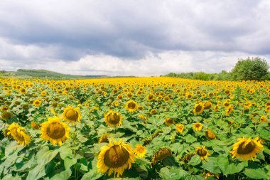 Field of blooming sunflowers on the background of a stormy sky. Beautiful blooming yellow sunflowers on a summer field. Sunflower landscape, amazing nature of summertime
