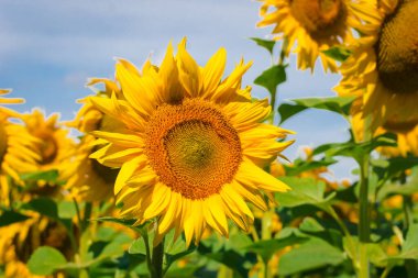 Bulutlu mavi gökyüzünün üzerindeki ayçiçeği tarlası ve parlak güneş ışıkları. Gün batımına karşı çiçek açan güzel ayçiçeği tarlası. Doğadaki Fibonacci dizisi kavramı