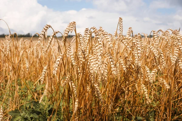 Gold fields of wheat at the end of summer fully ripe. Background of ripening ears of meadow wheat field. Field landscape. Harvest and food concept. The concept of the Ukrainian harvest