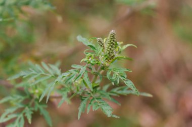 Çalı çiçeği açan çalılar. Ambrosia artemisiifolia tehlikeli alerjik bitki yaz ve sonbaharda güçlü alerjiye neden olur. Tehlikeli ot çiçeği saman nezlesi. Tarlada çiçek açan bitki.