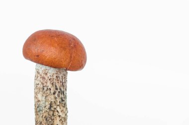 Yenilebilir mantar Leccinum aurantiacum. Beyaz arka planda izole edilmiş Boletus mantarı. Uzayı kopyala Organik orman yiyeceği, yenilebilir taze toplanmış mantar. Sonbahar hasat konsepti.