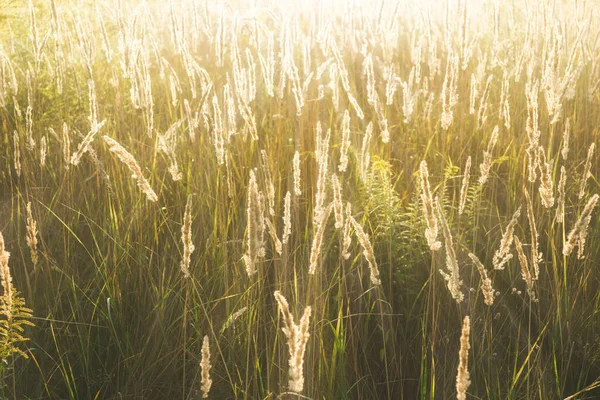 Günbatımı tarlasında Calamagrostis Arundinacea. Çimen kabarıklığı. Kırsal çayırlarda batan güneş ışınlarının boşluğunu kopyala