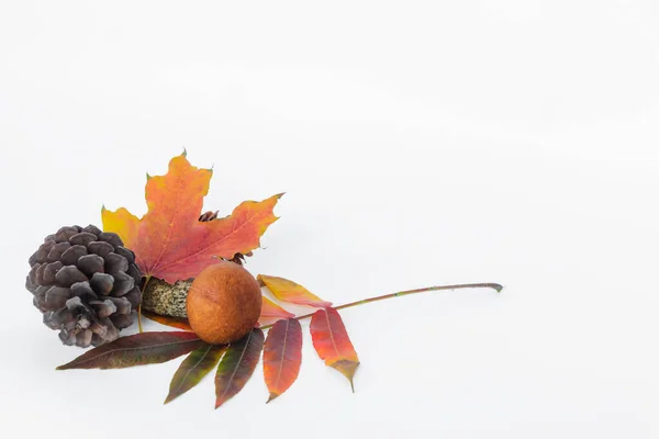 Essbare Frisch Gepflückte Herbstpilze Mit Zapfen Und Bunten Blättern Steinpilz Stockfoto
