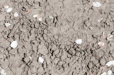 Elma yapraklı toprak. Toprak kuru doku. Parlak güneş ışığı altında zemin dokulu yüzey arkaplanı.