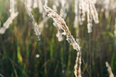 Günbatımı tarlasında Calamagrostis Arundinacea. Çimen kabarıklığı. Kırsal çayırlarda batan güneş ışınlarının boşluğunu kopyala