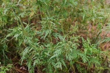 Çalı çiçeği açan çalılar. Ambrosia artemisiifolia tehlikeli alerjik bitki yaz ve sonbaharda güçlü alerjiye neden olur. Tehlikeli ot çiçeği saman nezlesi. Sahada çiçek açan bitki seçici odak