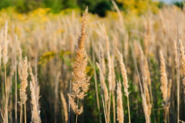 Günbatımı tarlasında Calamagrostis Arundinacea. Çimen kabarıklığı. Kırsal çayırdaki batan güneş ışınlarının uzayını kopyalayın. Seçici odak