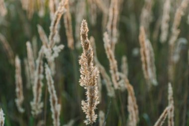 Günbatımı tarlasında Calamagrostis Arundinacea. Çimen kabarıklığı. Kırsal çayırlarda batan güneş ışınlarının boşluğunu kopyala.