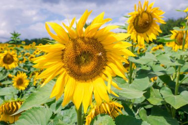 Honey bee pollinating sunflower plant. A tiny bee eats pollen from a large yellow sunflower that grows in the field.