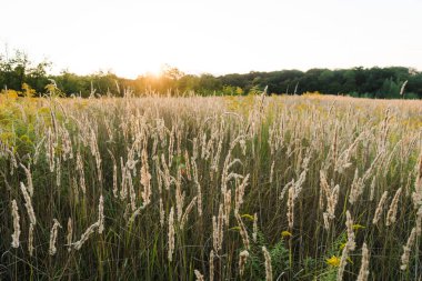Günbatımı tarlasında Calamagrostis Arundinacea. Çimen kabarıklığı. Kırsal çayırlarda batan güneş ışınlarının boşluğunu kopyala.