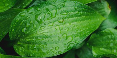 Su damlalı yaprak manzarası. Güzel doğal arka plan. Yazın çiğ taneli taze yeşil Hosta yaprakları. Yeşil yaşam konsepti afişi. Kapatma yaprağı.